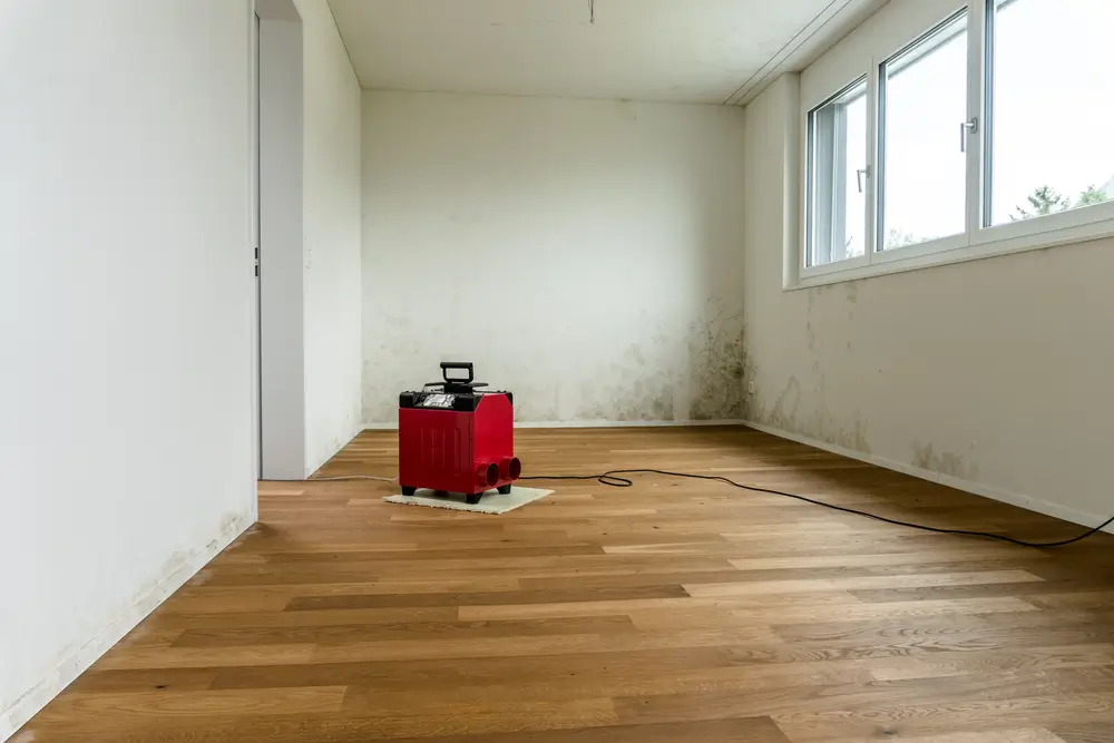 What Kills Black Mold on Wood - Core By W.B. Arthur