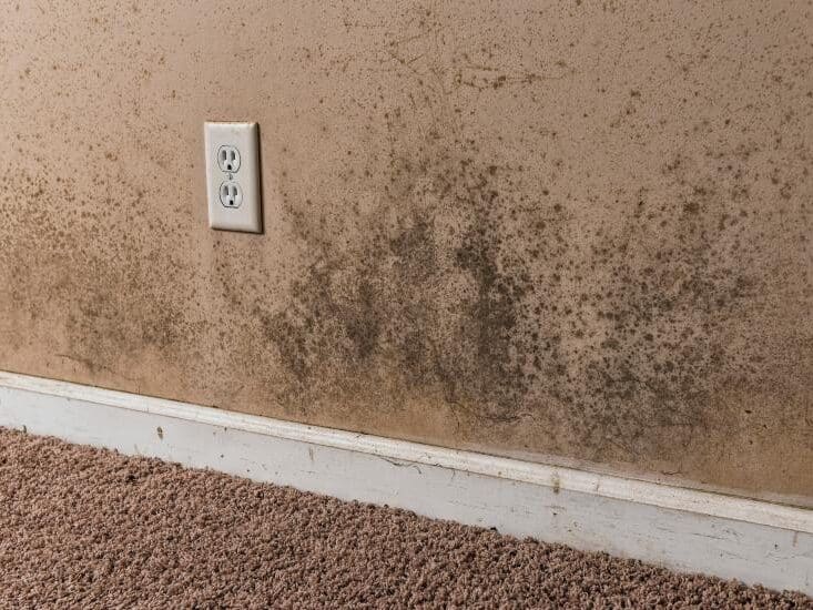 Mold Growth On Walls - Core By W.B. Arthur