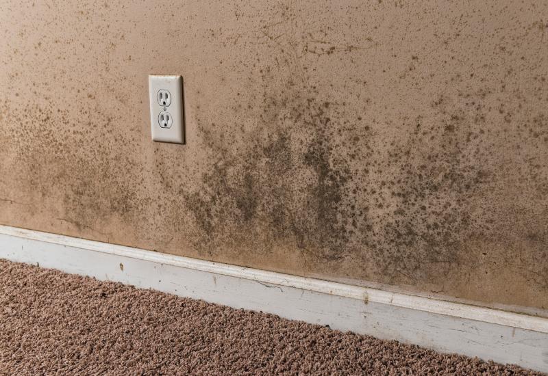 Dripping Springs Mold Damage Remediation - W B Arthur