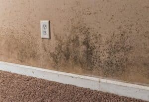 Mold Remediation in San Marcos - W B Arthur