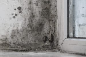 Mold in home from window condensation