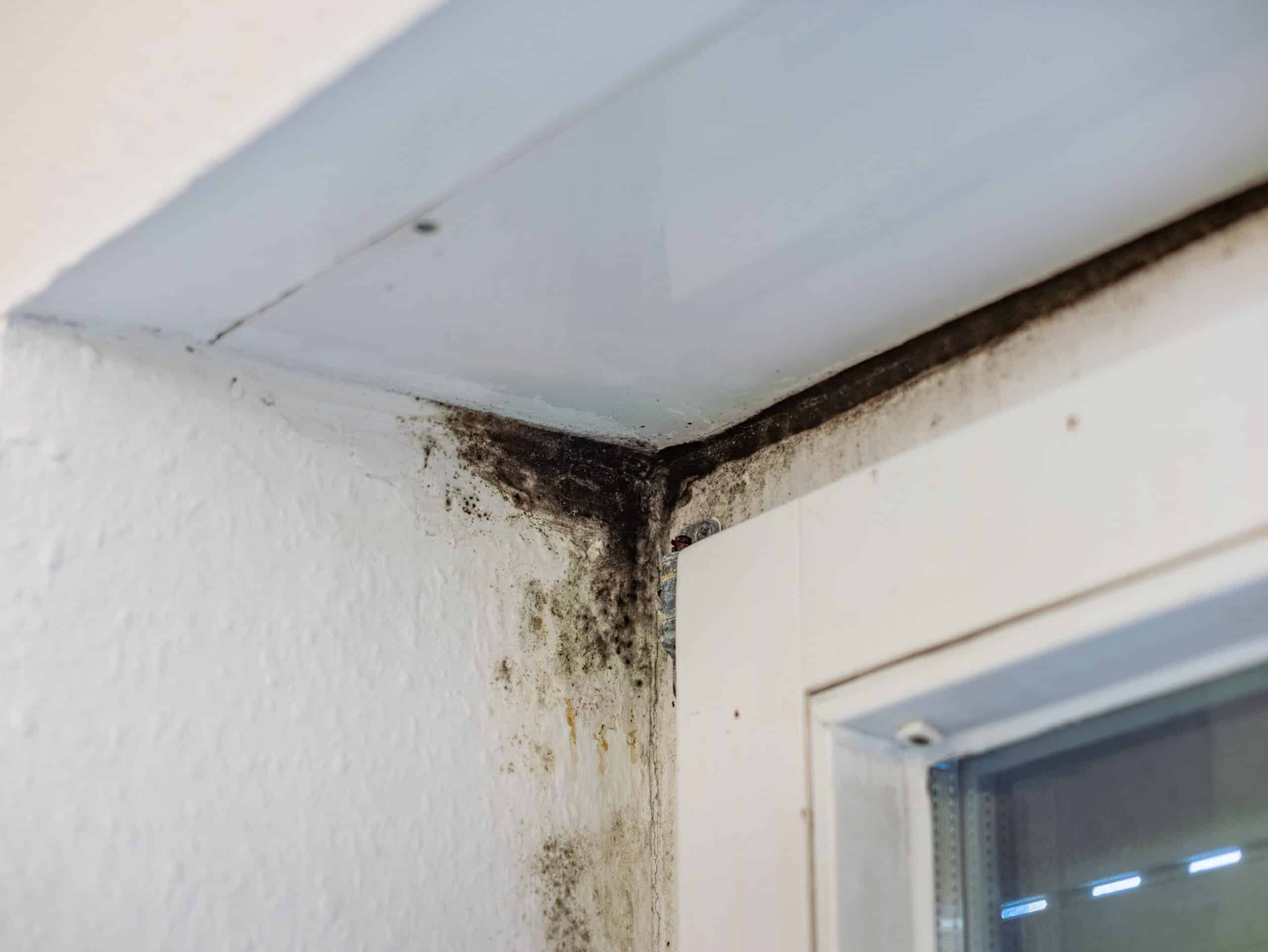 Mold growth in a home